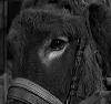 Avatar użytkownika